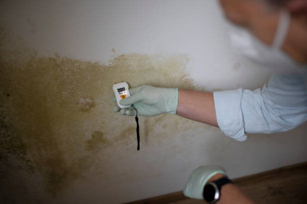 Best Mold Remediation for Specific Building Types in Linln Park, CO